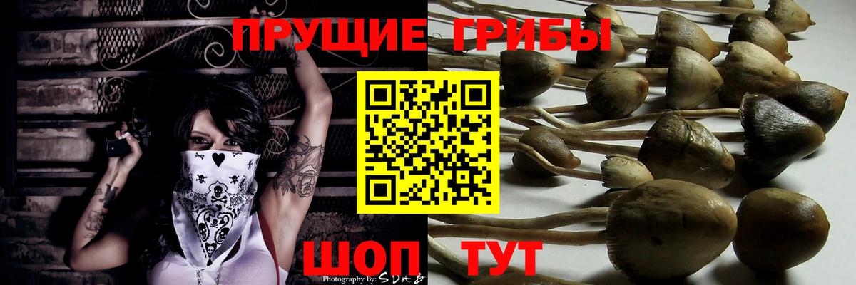 Галлюциногенные грибы Psilocybe Североуральск